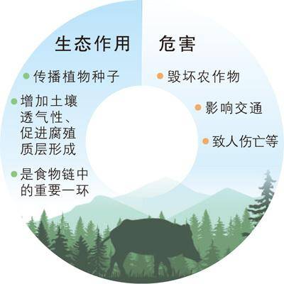 频频“肇事”<strong></p>
<p>etf币</strong>,野猪种群如何调控?