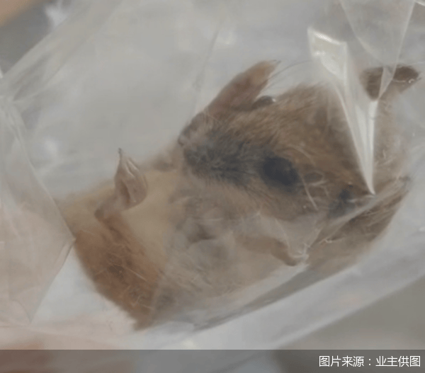 老鼠乱窜、直饮水发黄<strong></p>
<p>链币网</strong>，北京业主千万元买的和锦诚园居然是这样