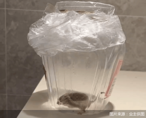 老鼠乱窜、直饮水发黄<strong></p>
<p>链币网</strong>，北京业主千万元买的和锦诚园居然是这样