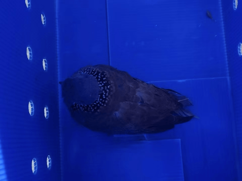 “戴珍珠项链”小鸟又现佛山街头<strong></p>
<p>bcb币行情</strong>!警方重要提醒