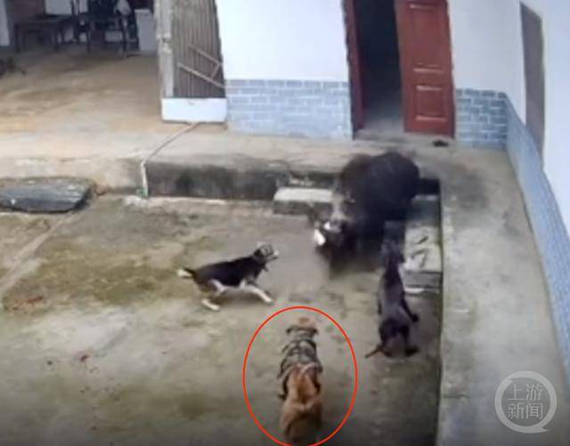 六问“老人在家被野猪咬死”:捕猎队有无授权<strong></p>
<p>炒币软件有</strong>,要担责吗,是否赔偿?