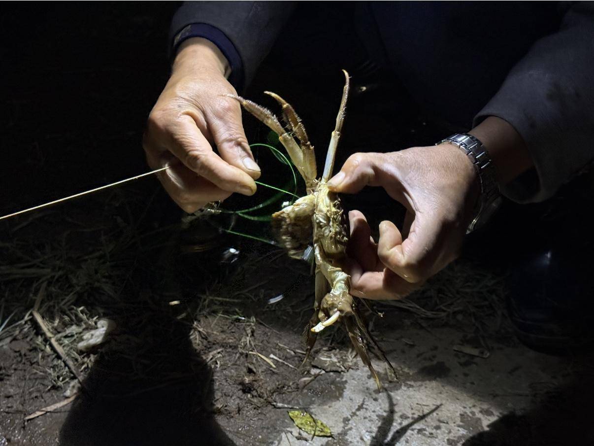 一晚收获40只<strong></p>
<p>炒币软件有</strong>？东莞东江边“蟹张力”拉满｜莞有料