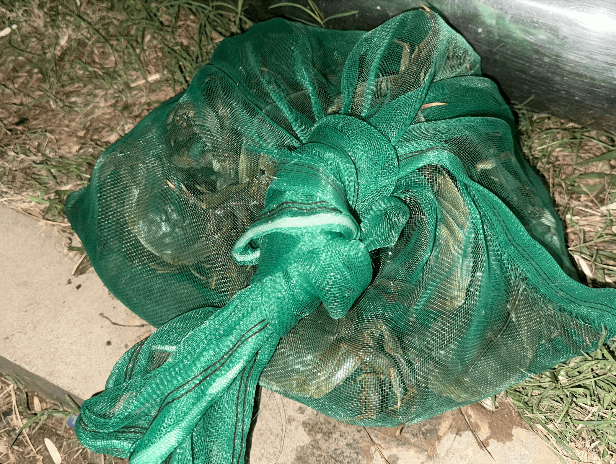 一晚收获40只<strong></p>
<p>炒币软件有</strong>？东莞东江边“蟹张力”拉满｜莞有料