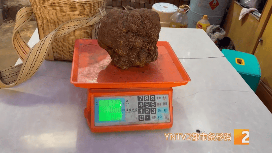 昆明一村民挖到1.7公斤超大松露<strong></p>
<p>td币</strong>!“看都看不够”