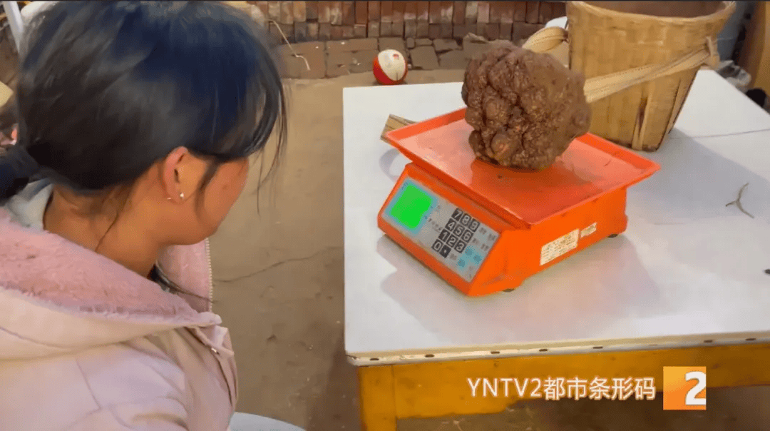 昆明一村民挖到1.7公斤超大松露<strong></p>
<p>td币</strong>!“看都看不够”