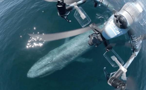 美国科学家震惊:封杀中国无人机<strong></p>
<p>祥云币</strong>,“简直是疯了!”