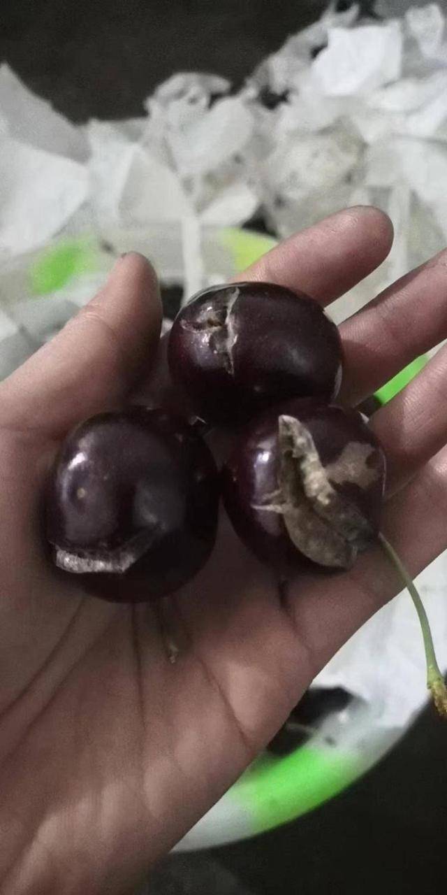 车厘子喂鸡惹争议 四川汉源果农回应：旧视频<strong></p>
<p>wfee币</strong>，喂鸡的是“次果”