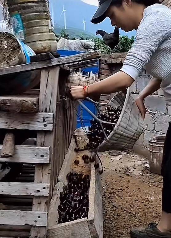 车厘子喂鸡惹争议 四川汉源果农回应：旧视频<strong></p>
<p>wfee币</strong>，喂鸡的是“次果”