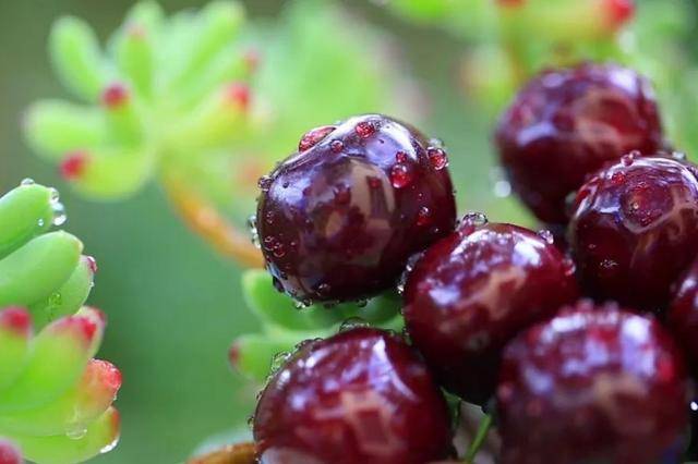 车厘子喂鸡惹争议 四川汉源果农回应：旧视频<strong></p>
<p>wfee币</strong>，喂鸡的是“次果”