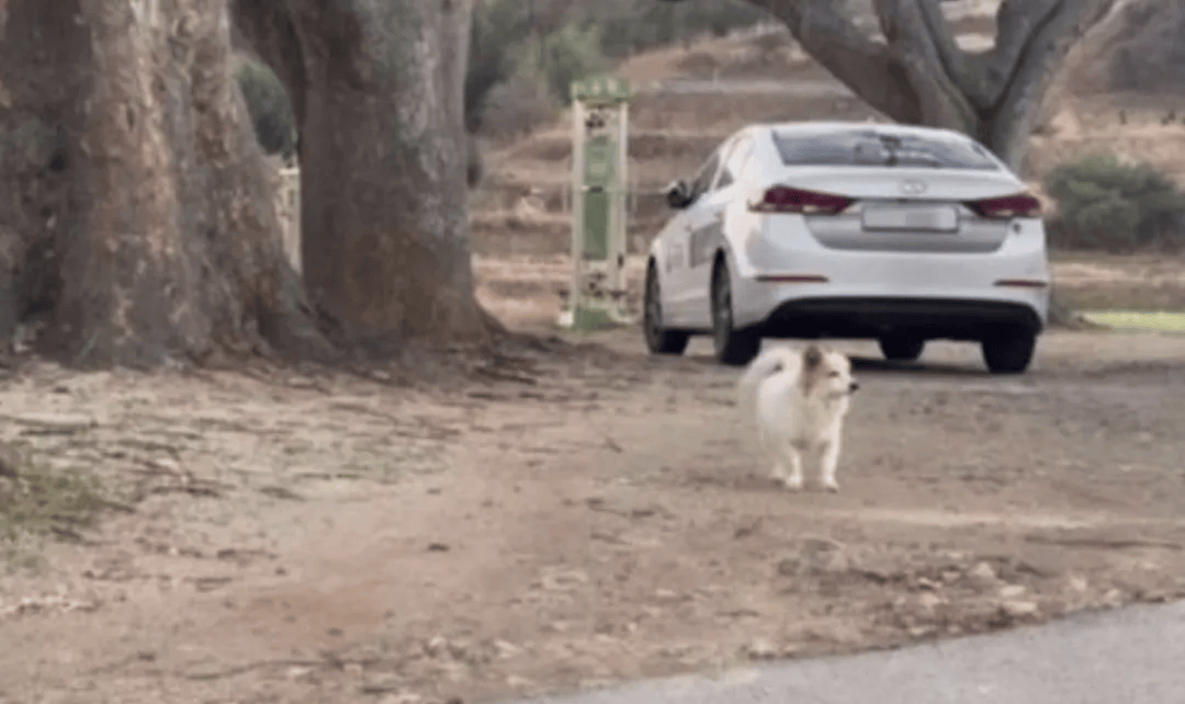 韩国空难机长最后动作曝光<strong></p>
<p>币行情app</strong>,“他可能一直紧握操纵杆坚持到了最后”!涉嫌职务过失致死,涉事航司高管被禁止出国!调查中飞机残骸再次起火