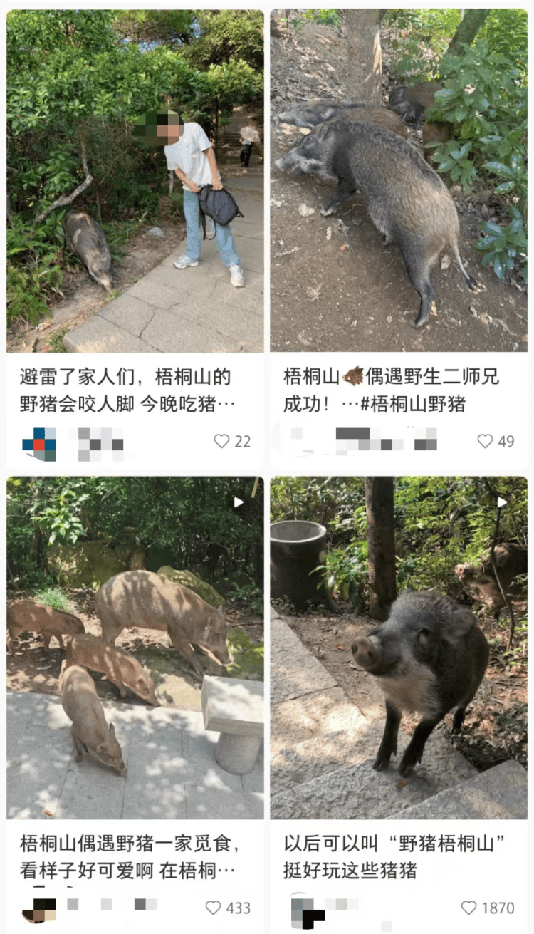 深圳梧桐山网红野猪下崽?市民拍到“一家人整整齐齐”<strong></p>
<p>炒币的网站</strong>,管理处:天天都有人投喂
