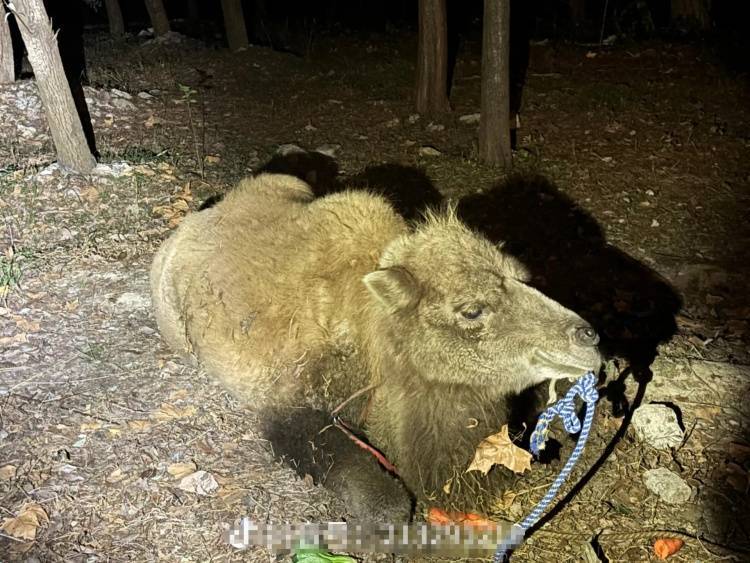 杭州一高架桥下长期拴只骆驼 街道最新回应：已由主人牵走