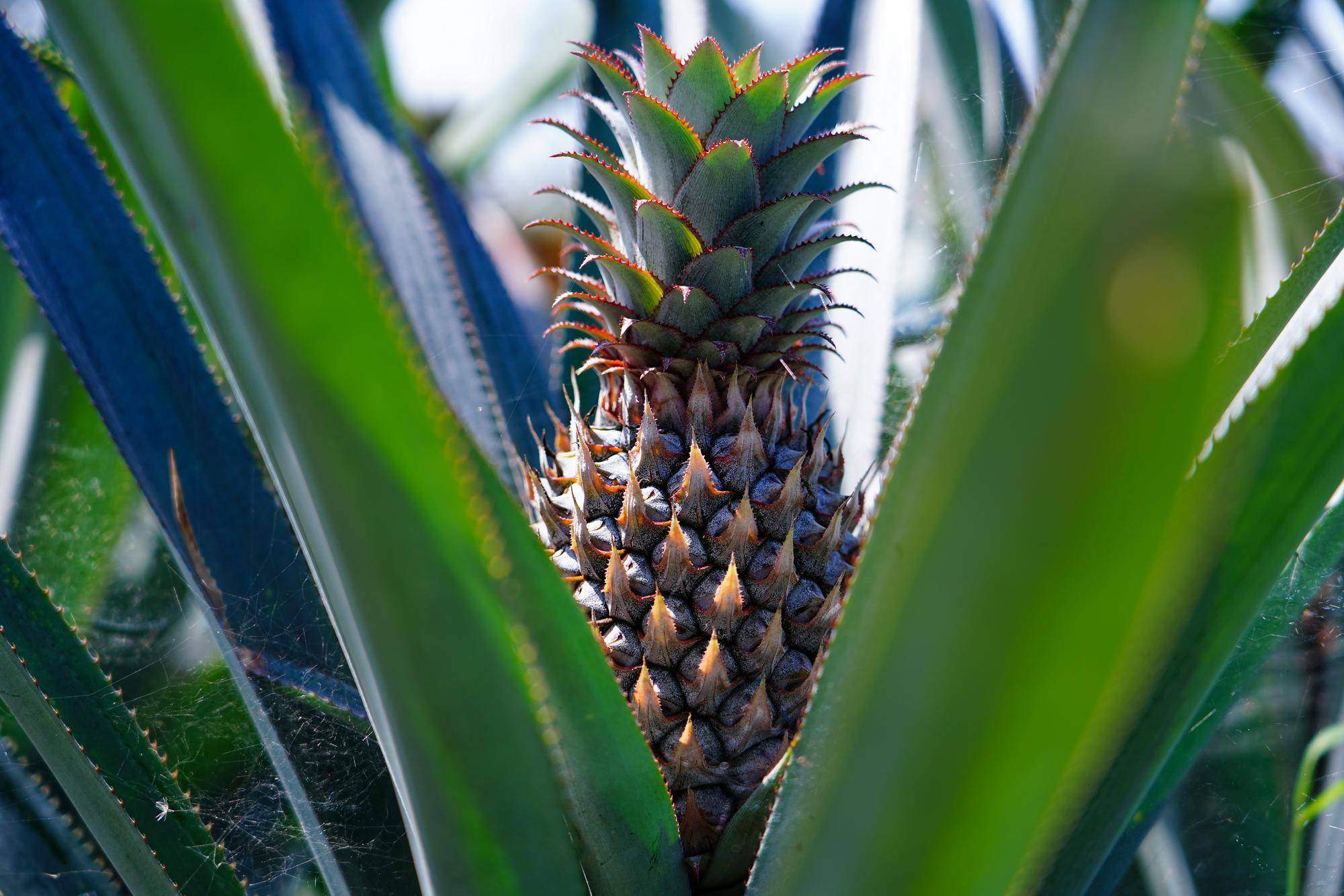 列国鉴·斯里兰卡丨记者观察：新总统访华<strong></p>
<p>玩币圈</strong>，斯里兰卡冀斯中关系取得新进展