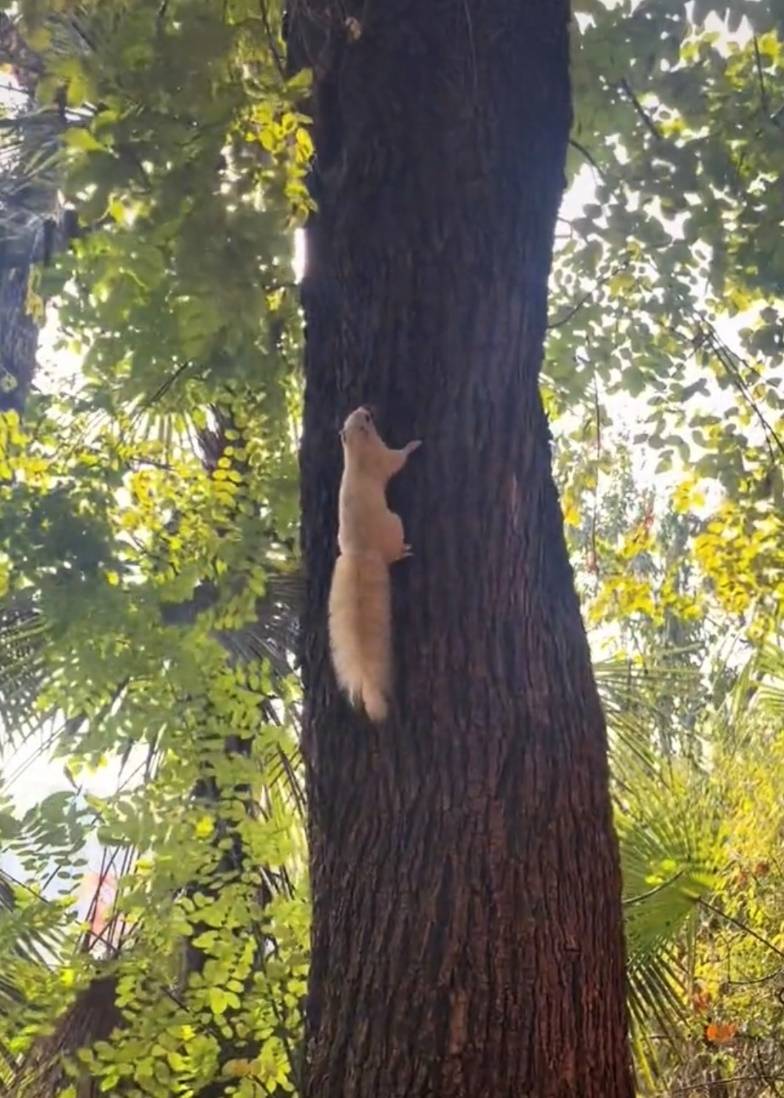 武汉一公园的白色松鼠火了！专业人士：可能受基因突变或环境影响<strong></p>
<p>玩币圈</strong>，勿近距离接触或投喂