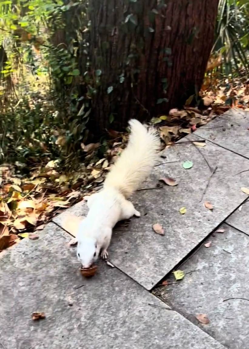 武汉一公园的白色松鼠火了！专业人士：可能受基因突变或环境影响<strong></p>
<p>玩币圈</strong>，勿近距离接触或投喂