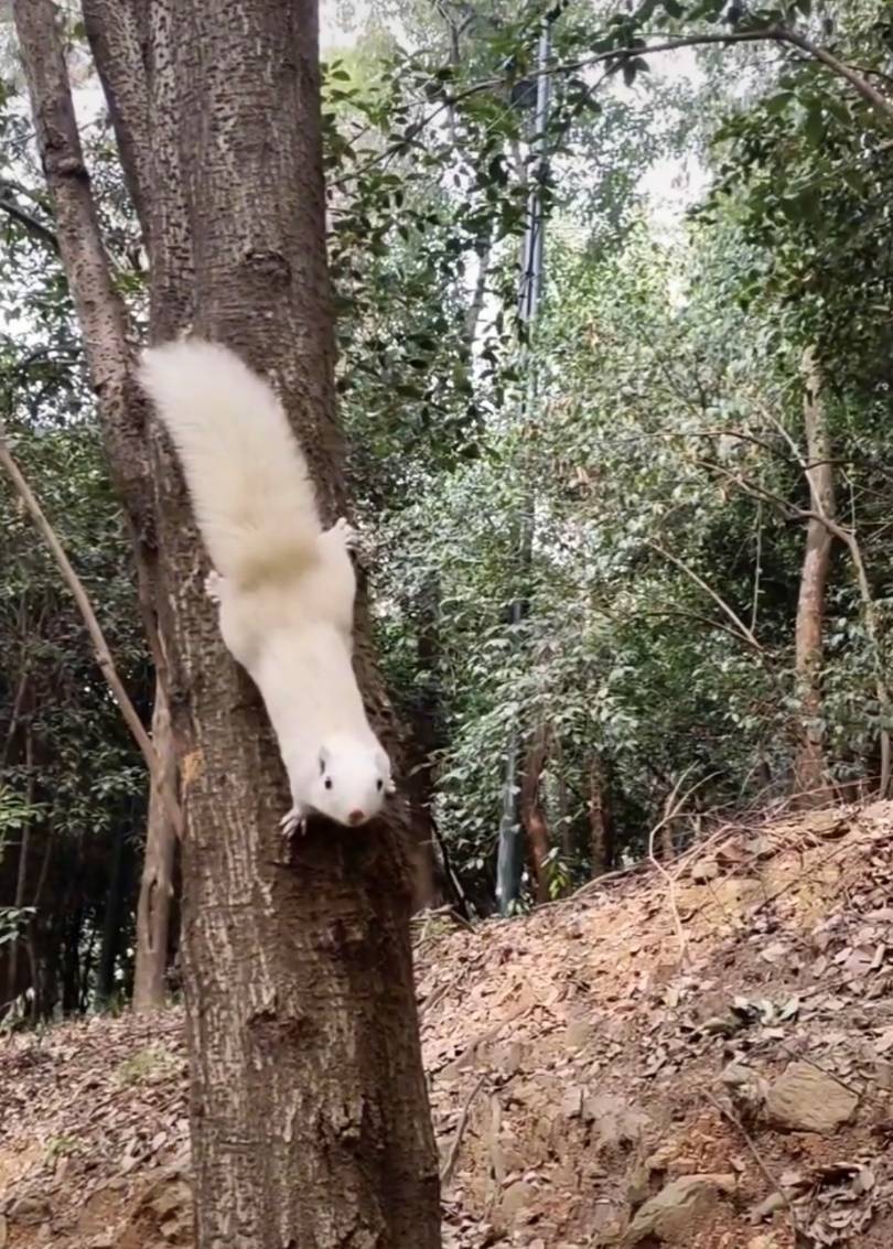 武汉一公园的白色松鼠火了！专业人士：可能受基因突变或环境影响<strong></p>
<p>玩币圈</strong>，勿近距离接触或投喂