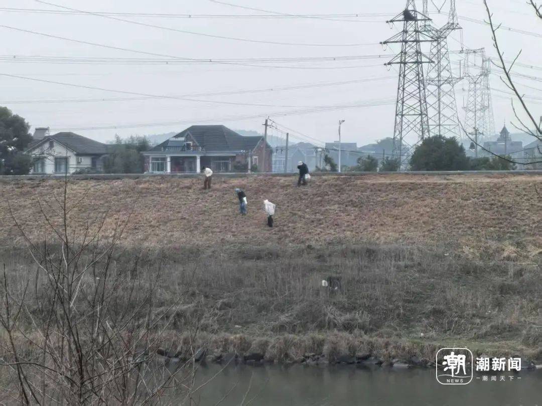 “挖挖挖<strong></p>
<p>币圈94</strong>!捣捣捣!”浙江很多人组团出动挖春菜:太上头……