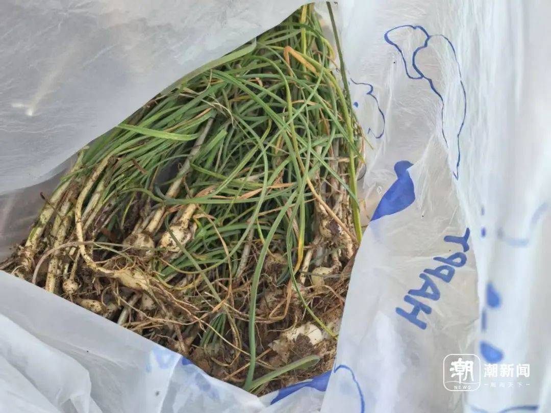 “挖挖挖<strong></p>
<p>币圈94</strong>!捣捣捣!”浙江很多人组团出动挖春菜:太上头……