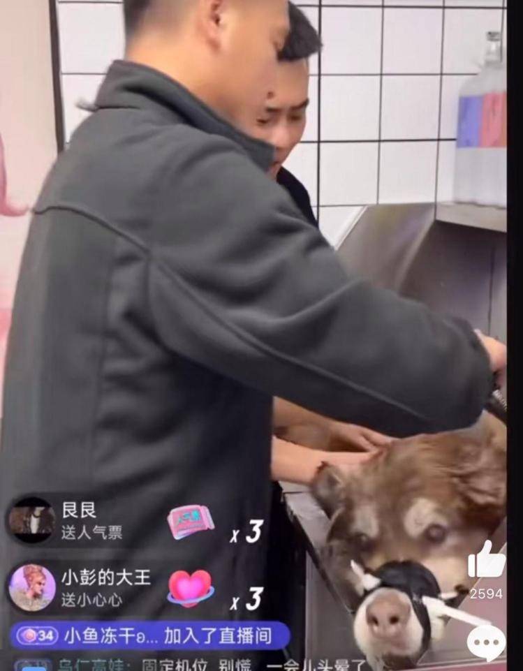 千万粉丝训犬师网红潘宏账号内容被一夜清空<strong></p>
<p>yenten币</strong>,园区所在地官方:正调查