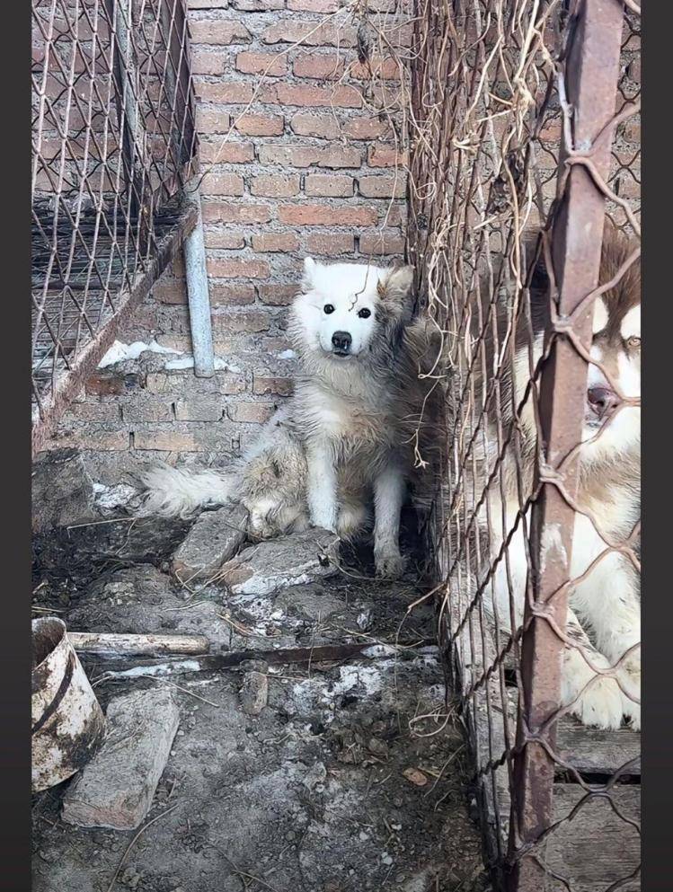 千万粉丝训犬师网红潘宏账号内容被一夜清空<strong></p>
<p>yenten币</strong>,园区所在地官方:正调查