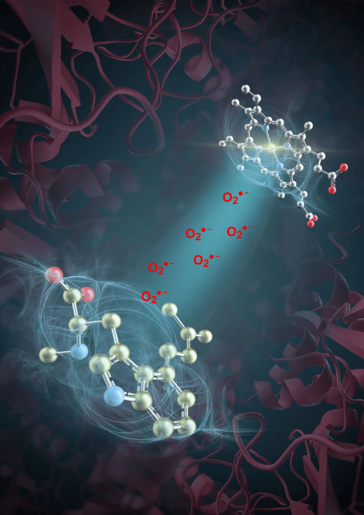 突破性进展<strong></p>
<p>百岁币</strong>！我国科学家发现活性氧超氧阴离子是药物分子合成催化剂