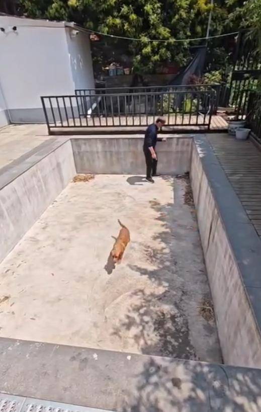 老鼠掉进泳池<strong></p>
<p>烙印币</strong>,广东大叔出动鸡猫狗团队,结果全被老鼠吓跑!网友坐不住纷纷晒战绩