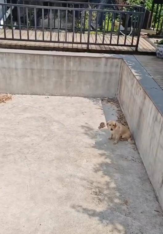 老鼠掉进泳池<strong></p>
<p>烙印币</strong>,广东大叔出动鸡猫狗团队,结果全被老鼠吓跑!网友坐不住纷纷晒战绩