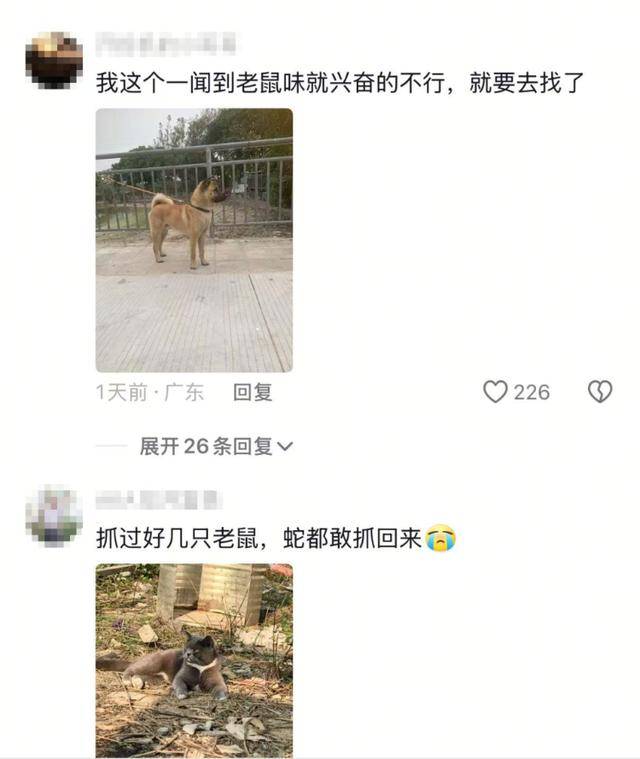 老鼠掉进泳池<strong></p>
<p>烙印币</strong>,广东大叔出动鸡猫狗团队,结果全被老鼠吓跑!网友坐不住纷纷晒战绩