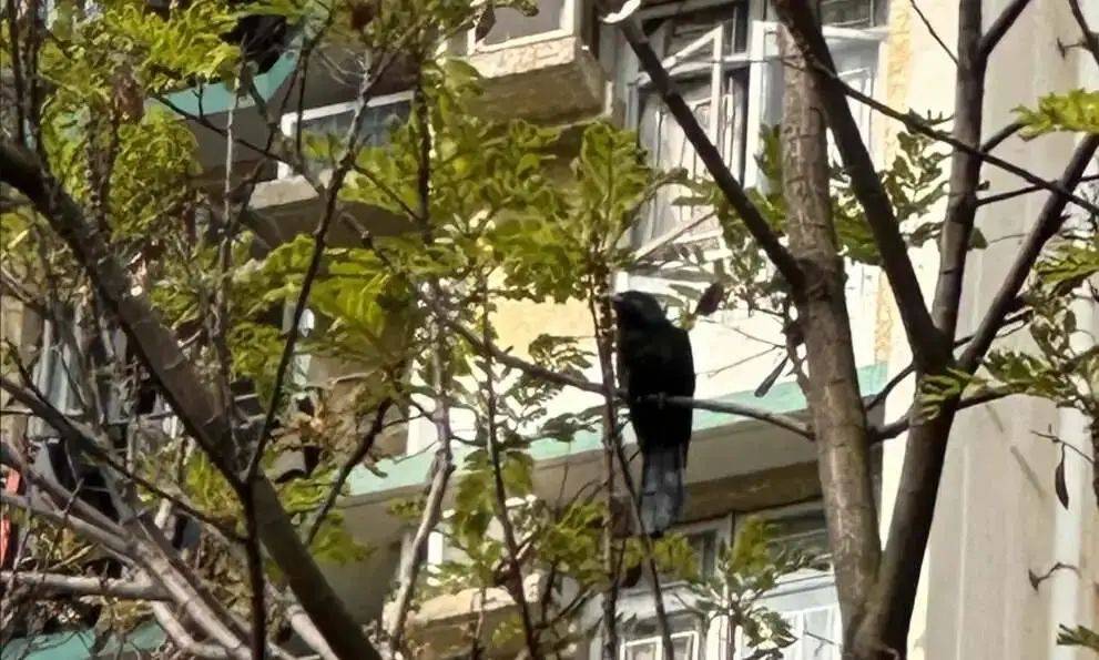 “周末想睡个懒觉都不行”<strong></p>
<p>炒币故事</strong>，有多少深圳人被这种鸟吵到神经衰弱