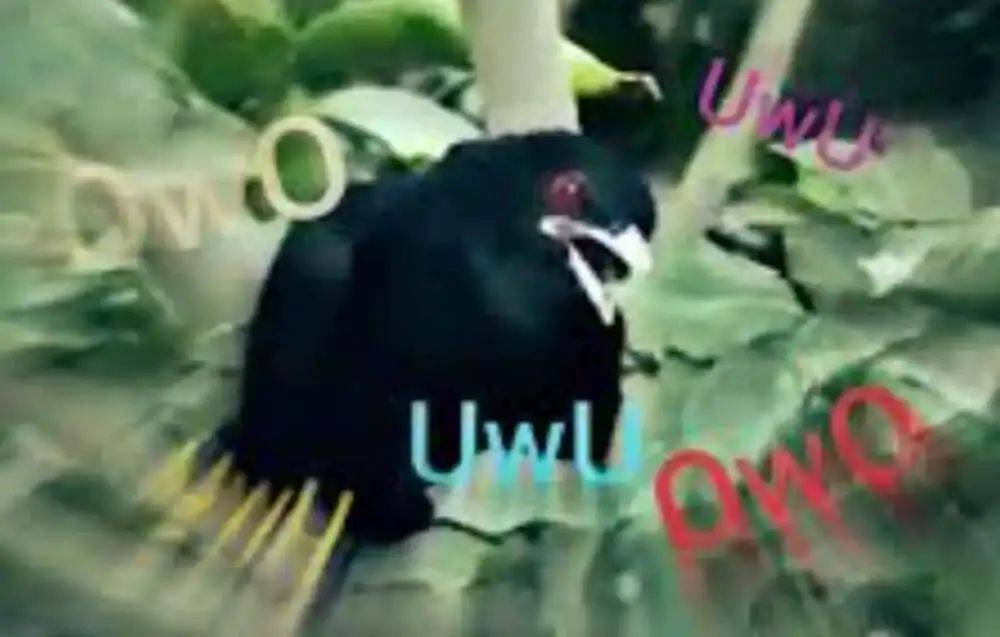 “周末想睡个懒觉都不行”<strong></p>
<p>炒币故事</strong>，有多少深圳人被这种鸟吵到神经衰弱