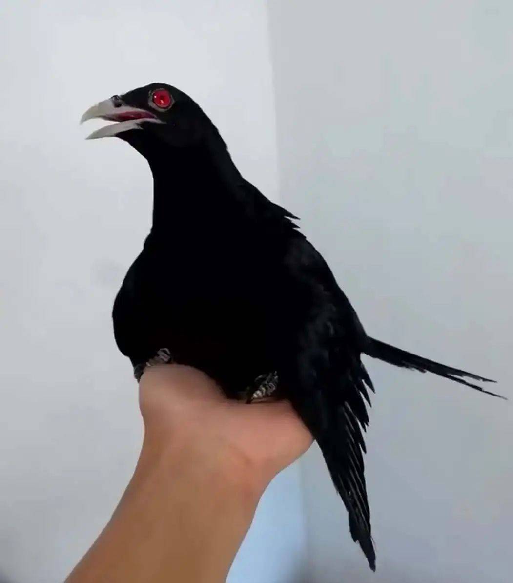 “周末想睡个懒觉都不行”<strong></p>
<p>炒币故事</strong>，有多少深圳人被这种鸟吵到神经衰弱