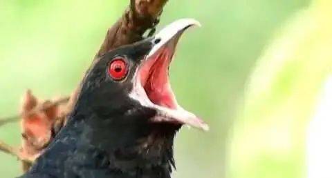 “周末想睡个懒觉都不行”<strong></p>
<p>炒币故事</strong>，有多少深圳人被这种鸟吵到神经衰弱