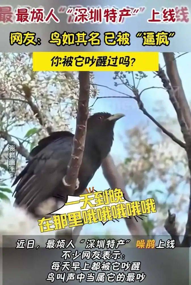 “周末想睡个懒觉都不行”<strong></p>
<p>炒币故事</strong>，有多少深圳人被这种鸟吵到神经衰弱