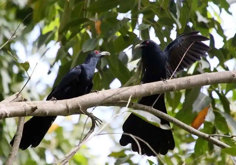 “周末想睡个懒觉都不行”<strong></p>
<p>炒币故事</strong>，有多少深圳人被这种鸟吵到神经衰弱