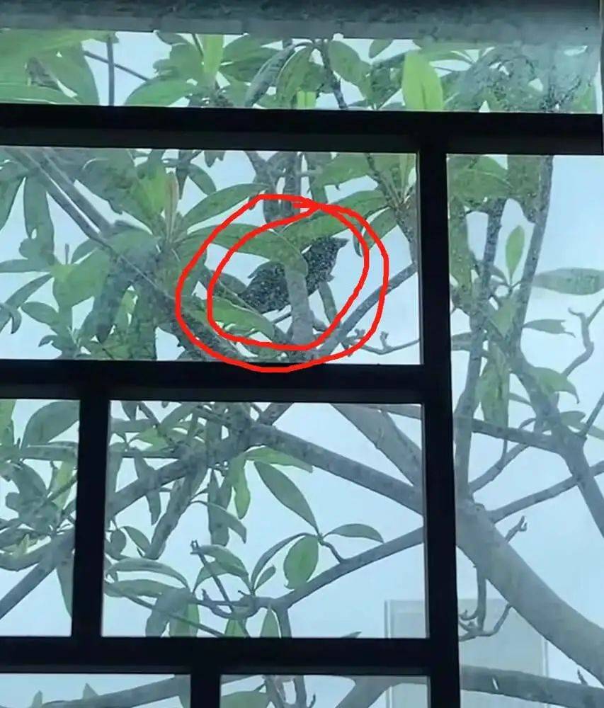 “周末想睡个懒觉都不行”<strong></p>
<p>炒币故事</strong>，有多少深圳人被这种鸟吵到神经衰弱