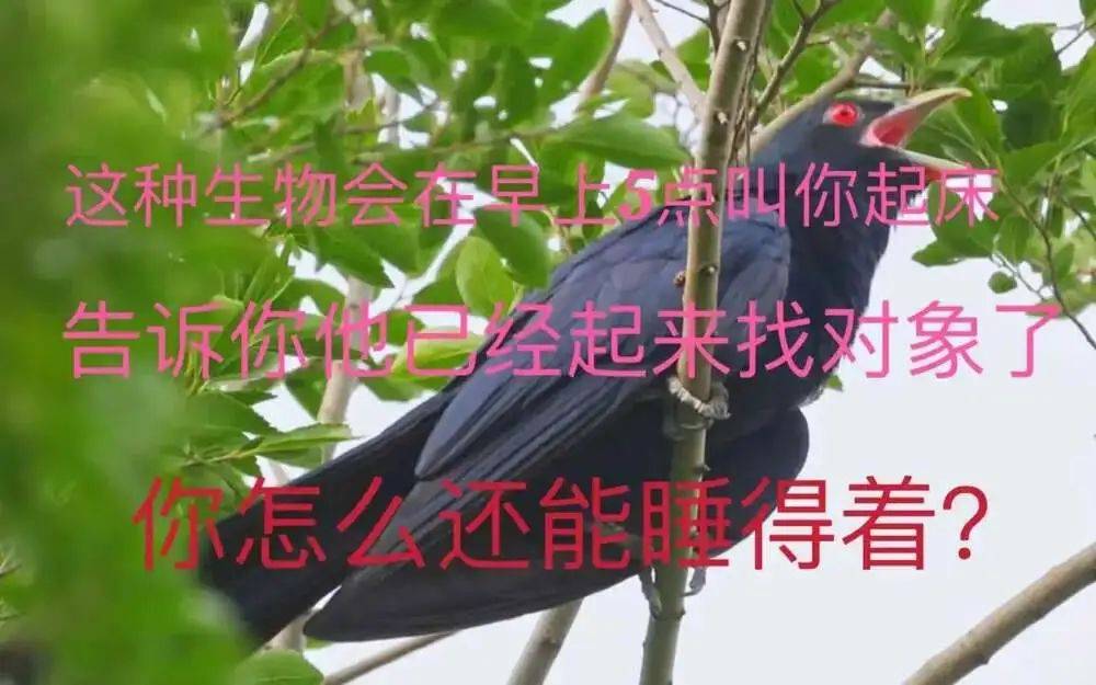 “周末想睡个懒觉都不行”<strong></p>
<p>炒币故事</strong>，有多少深圳人被这种鸟吵到神经衰弱