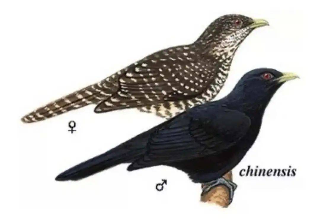 “周末想睡个懒觉都不行”<strong></p>
<p>炒币故事</strong>，有多少深圳人被这种鸟吵到神经衰弱