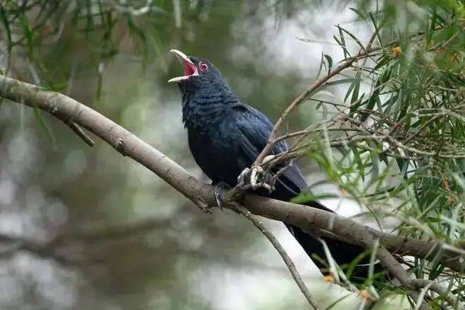 “周末想睡个懒觉都不行”<strong></p>
<p>炒币故事</strong>，有多少深圳人被这种鸟吵到神经衰弱