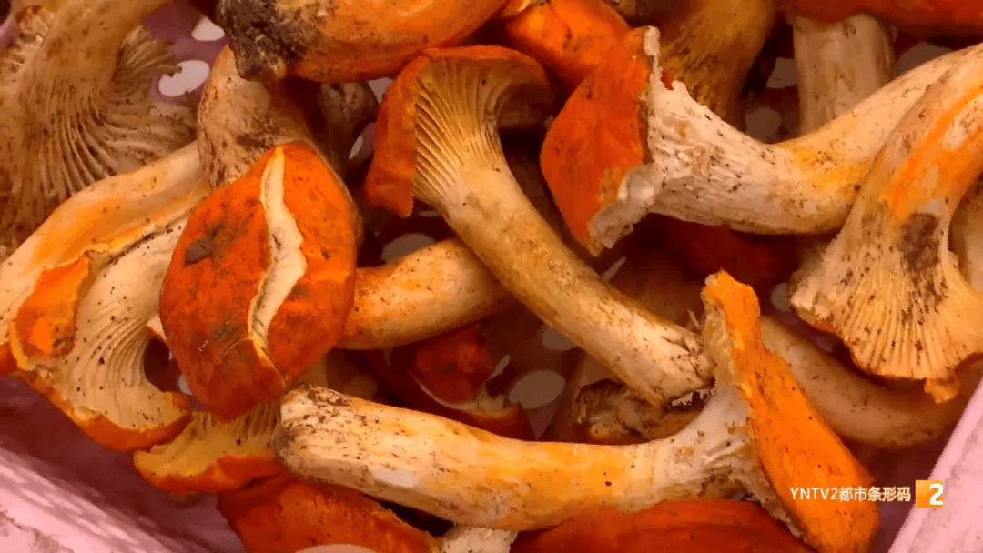 200元/公斤<strong></p>
<p>果币网</strong>！这种菌子在昆明上市！很多人爱吃