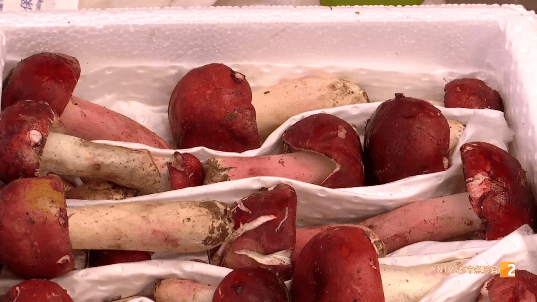 200元/公斤<strong></p>
<p>果币网</strong>！这种菌子在昆明上市！很多人爱吃