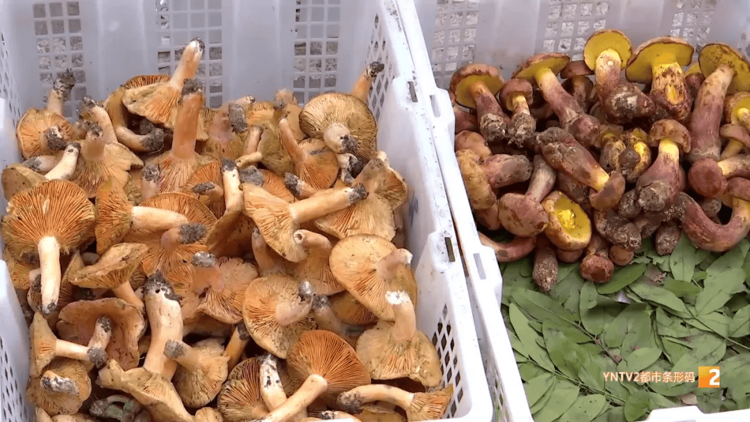 200元/公斤<strong></p>
<p>果币网</strong>！这种菌子在昆明上市！很多人爱吃