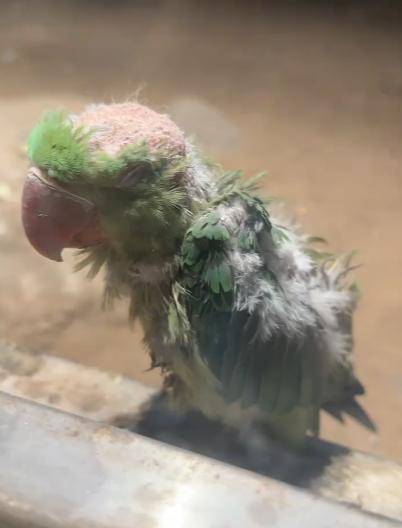 北京动物园一小鹦鹉被拍到头顶光秃皮肤裸露疑似抑郁<strong></p>
<p>炒币买卖</strong>,网友直呼心疼,园方回应