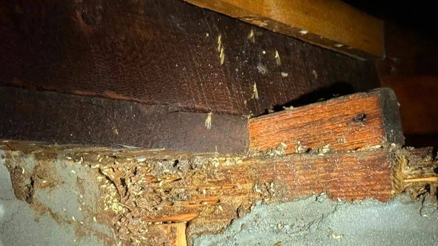 紧急提醒:瞬间爆发!上海市民崩溃:密密麻麻<strong></p>
<p>币价行情</strong>,蠕蠕爬行...“梧桐区”已开始战斗,白蚁或提前分飞