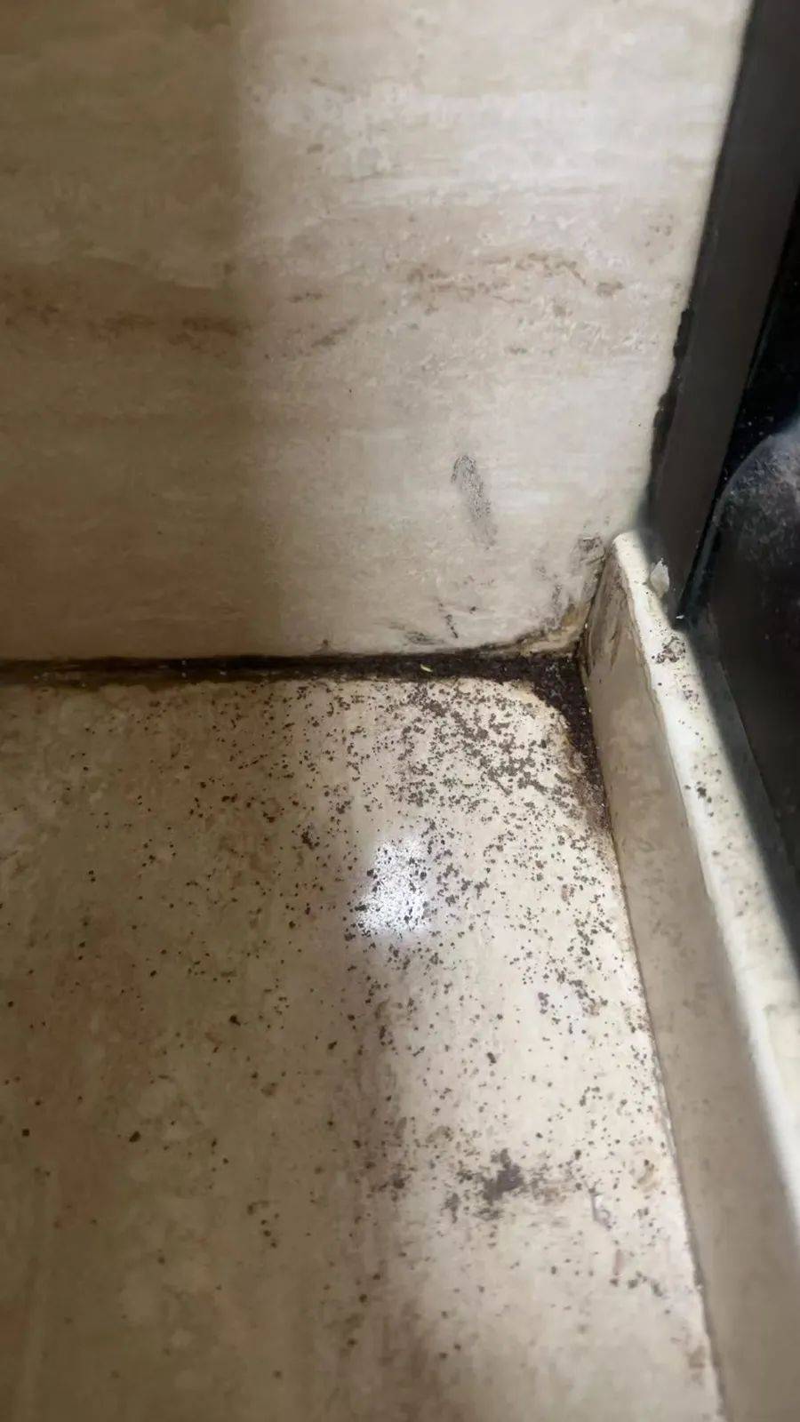 紧急提醒:瞬间爆发!上海市民崩溃:密密麻麻<strong></p>
<p>币价行情</strong>,蠕蠕爬行...“梧桐区”已开始战斗,白蚁或提前分飞