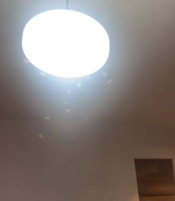 紧急提醒:瞬间爆发!上海市民崩溃:密密麻麻<strong></p>
<p>币价行情</strong>,蠕蠕爬行...“梧桐区”已开始战斗,白蚁或提前分飞