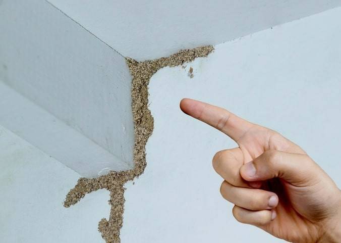 紧急提醒:瞬间爆发!上海市民崩溃:密密麻麻<strong></p>
<p>币价行情</strong>,蠕蠕爬行...“梧桐区”已开始战斗,白蚁或提前分飞