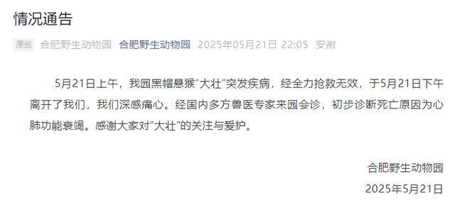 网红猴“大壮”突然离世<strong></p>
<p>炒币新手学习</strong>！曾因方脸“丑”出圈