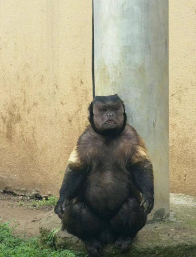 网红猴“大壮”突然离世<strong></p>
<p>炒币新手学习</strong>！曾因方脸“丑”出圈