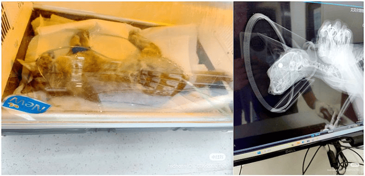 南京大学校庆日“校猫”被钢珠打碎头骨？校保卫处：看了一夜监控，暂未锁定嫌疑人