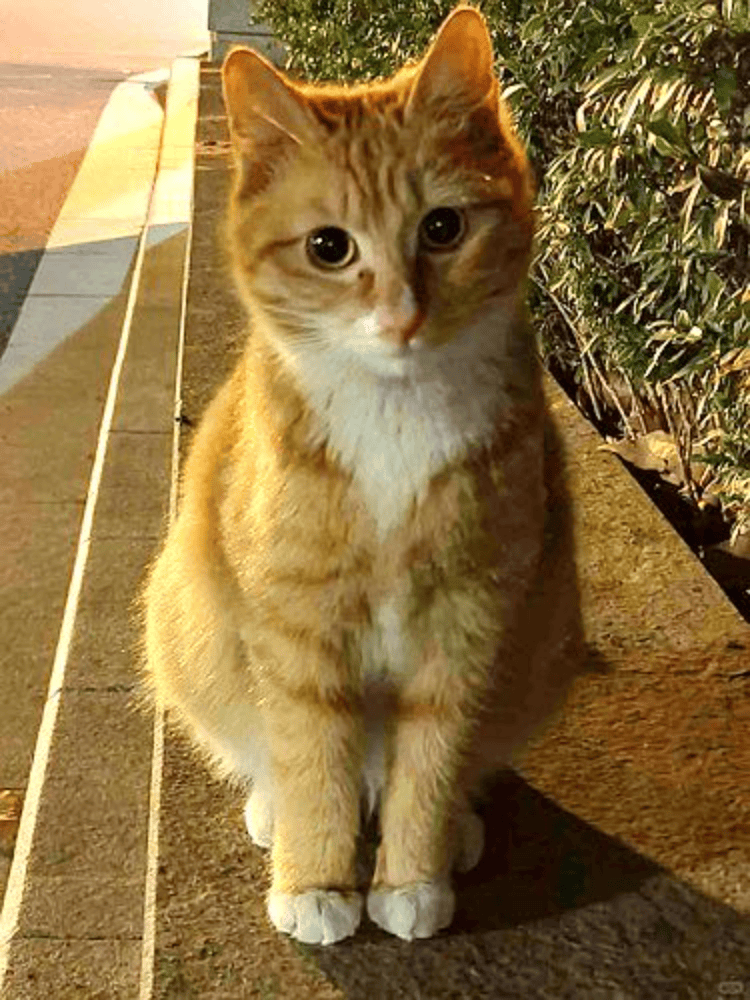 南京大学校庆日“校猫”被钢珠打碎头骨?校保卫处:看了一夜监控<strong></p>
<p>炒币新手学习</strong>,暂未锁定嫌疑人